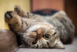 Happy Cat! Happy Life