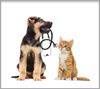 Picture of Pet Behavioral Health Screen