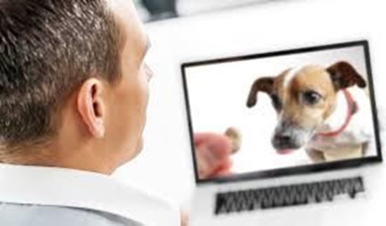 Picture of ABC Claudia, providing support under veterinary indirect supervision (charged monthly)