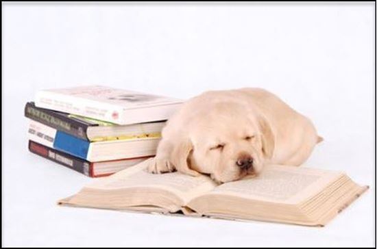 Picture of Canine Homeschooling