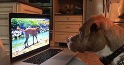 Picture of Canine Homeschooling (First month)