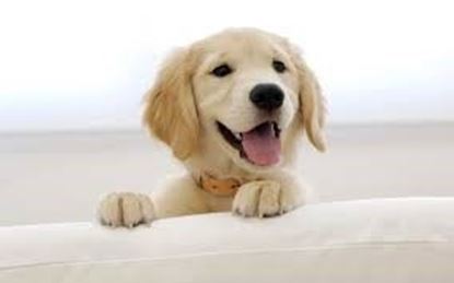 Picture of Puppy Happiness Protocol
