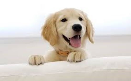 Picture of Puppy Happiness Protocol