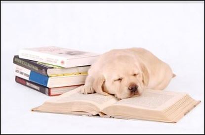Picture of Canine Homeschooling - Wholesale