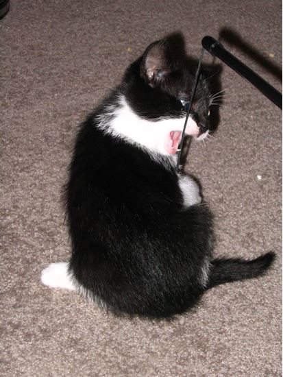 Picture of ABC Cat Expert - Personal Training Support (Monthly)