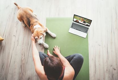 Picture of Canine Homeschooling (with one month trainer support)